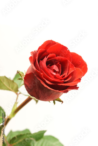 Rose in white background