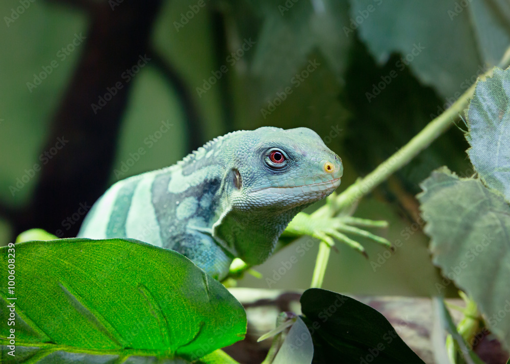 Naklejka premium Полосатая фиджийская игуана Fiji banded iguana