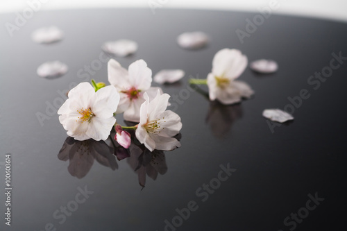 黒盆の桜