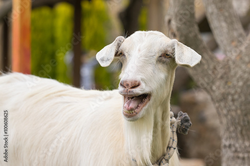 Funny goat portrait. A close up look.  