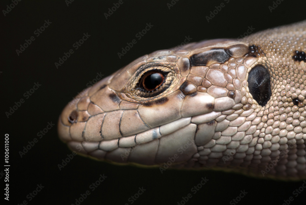 Fototapeta premium Lizard head