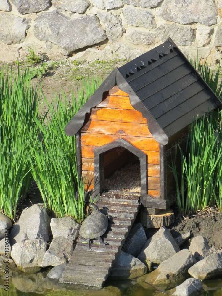 Naklejka premium Little turtles