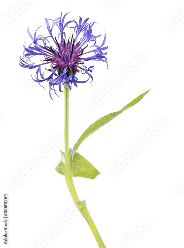 single dark blue cornflower isolated on white