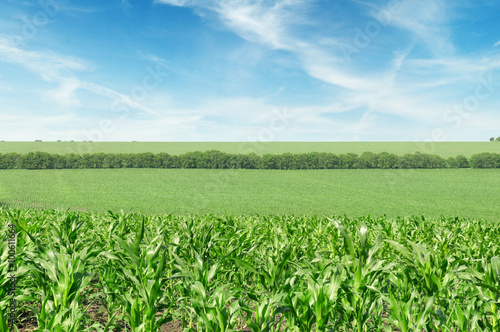 corn field and beautiful sky