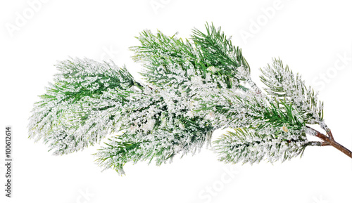 pine tree branch in snow isolated on white