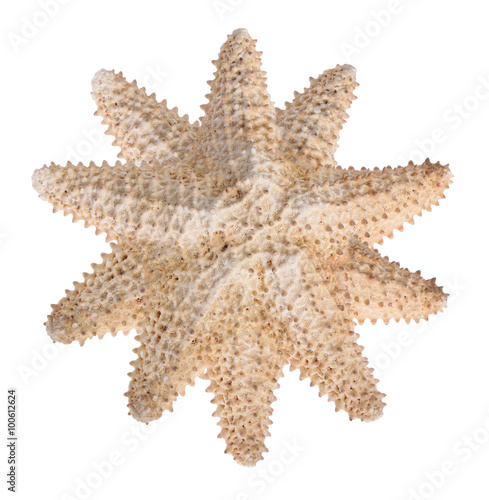 ten-point beige starfish on white