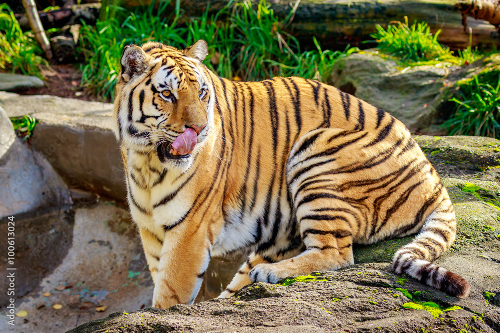 Obraz premium Amur Tiger