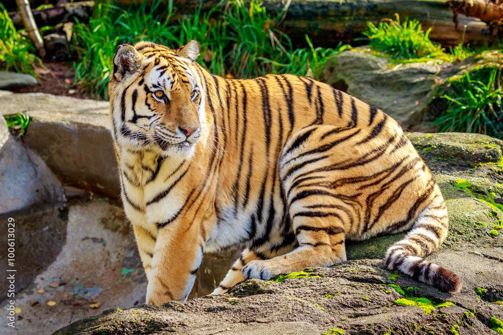 Fototapeta premium Amur Tiger