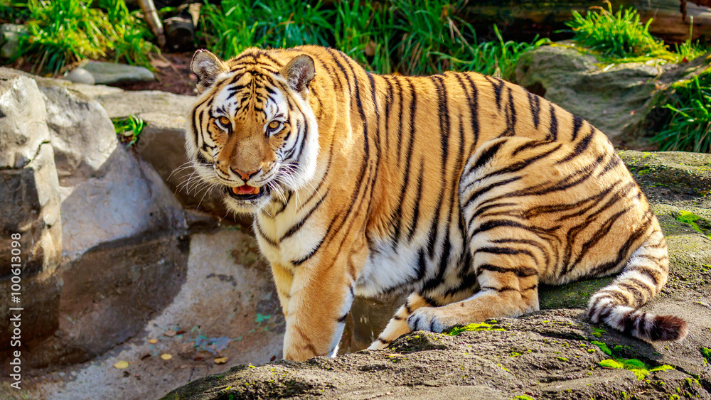 Obraz premium Amur Tiger