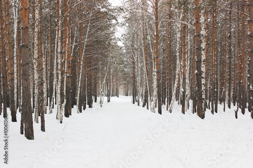 Winter walkway among trees