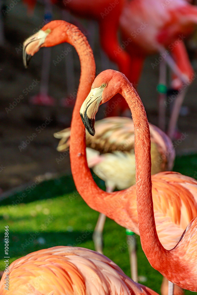 Obraz premium Flamboyance of Flamingos