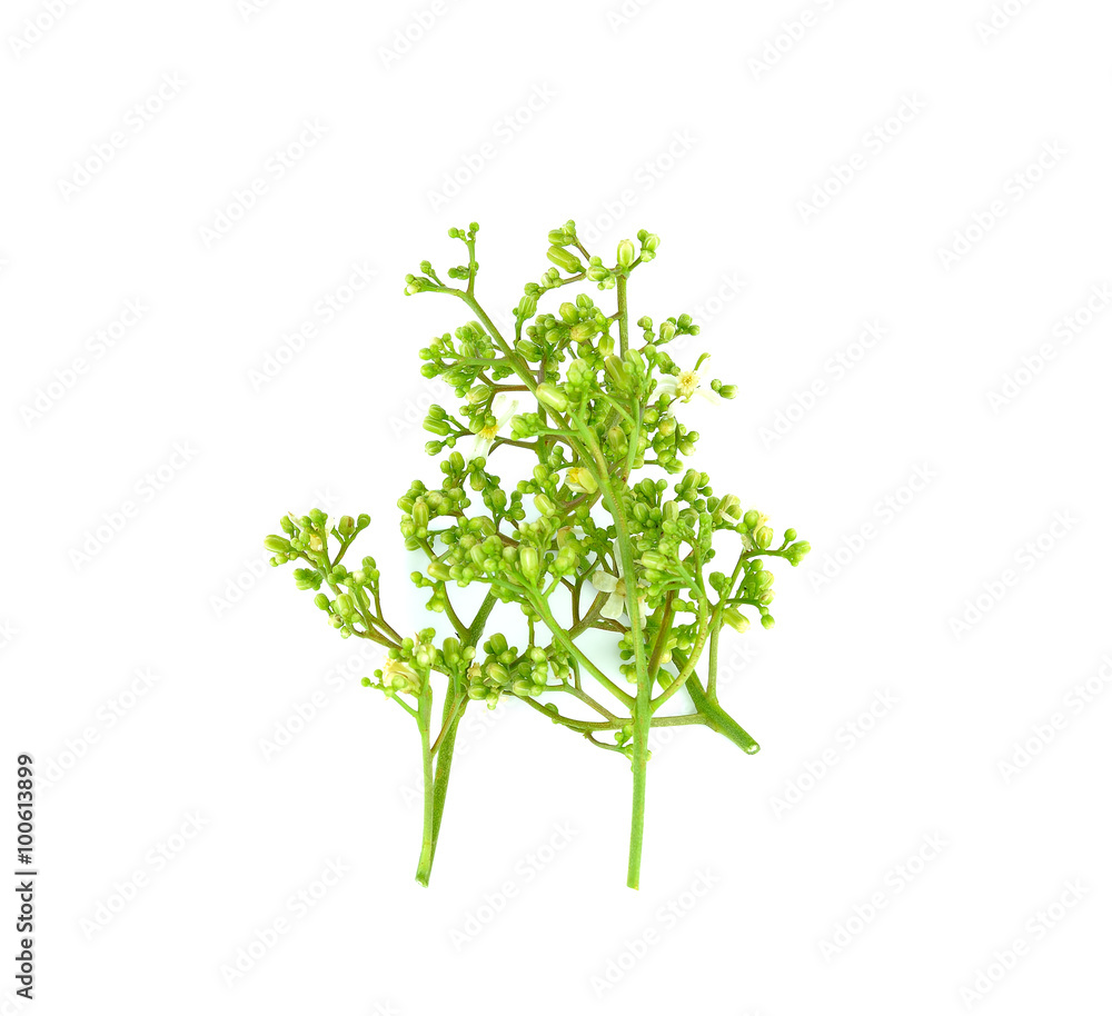 Fresh and green Neem plant (Azadirachta indica) Fresh and green Neem plant (Azadirachta indica)