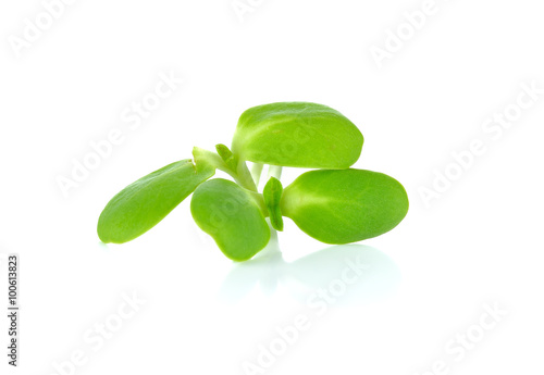 Green young sunflower sprout isolated on white