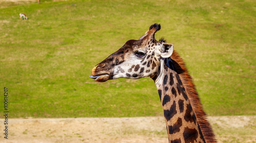 Giraffe head portrait