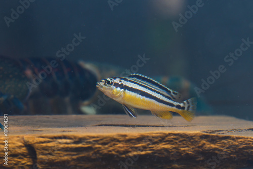 Zebra fish