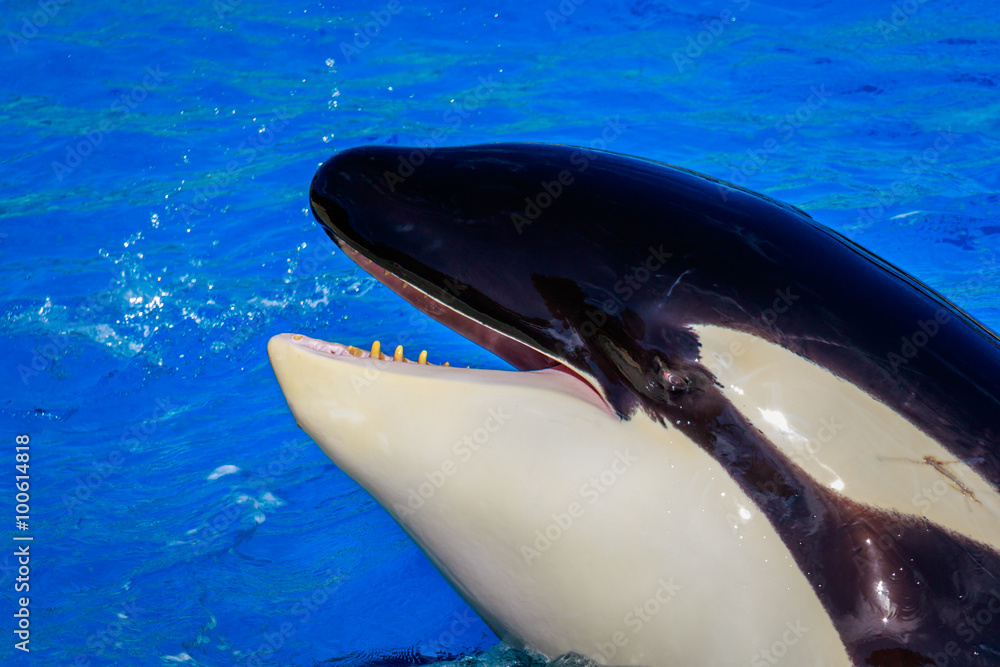 Fototapeta premium Killer Whale in water