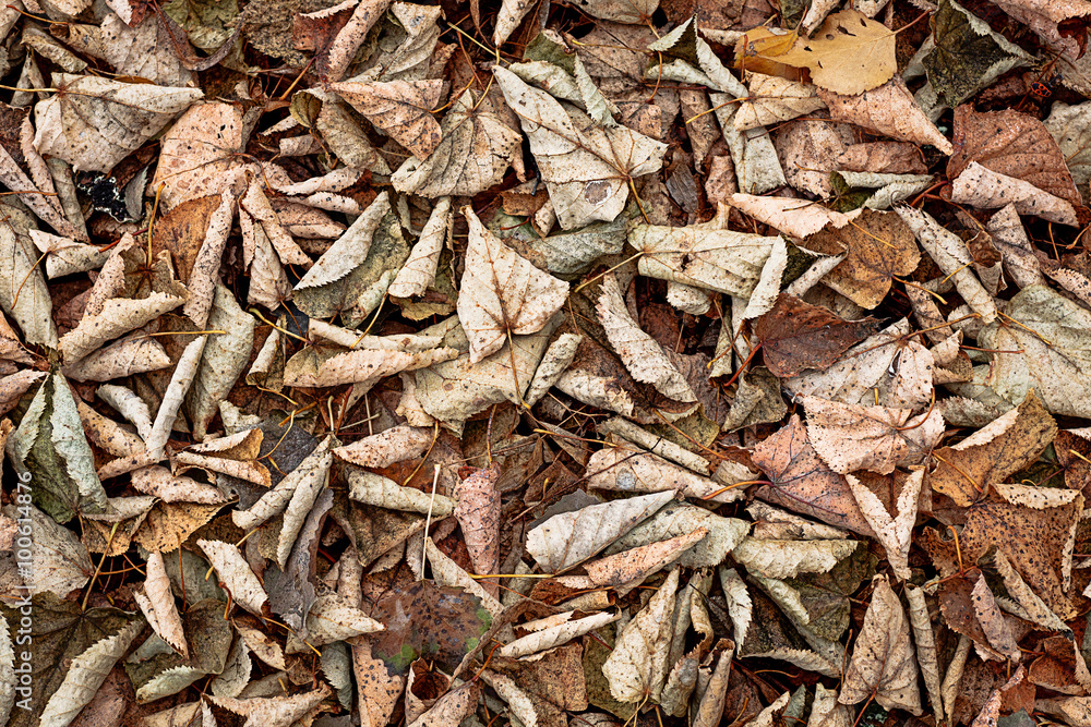 Dried leaves in big resolution Dried leaves in big resolution