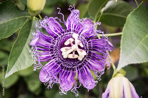 Macro photo of Passiflora incarnata, natural scene © vrabelpeter1