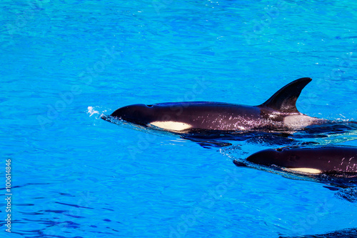 Killer Whale in water