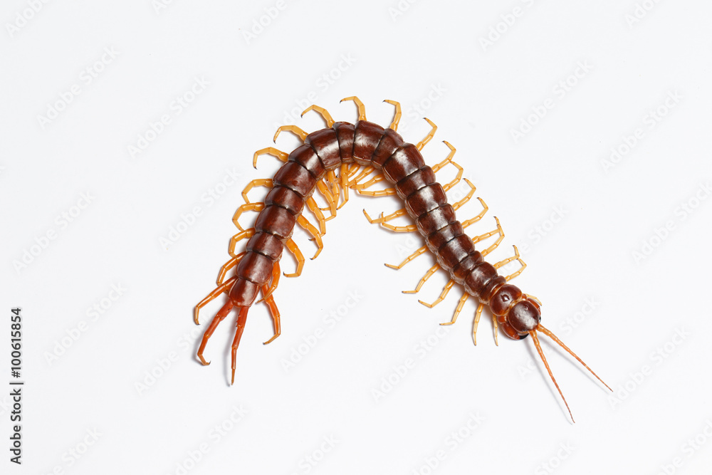 Fototapeta premium centipede