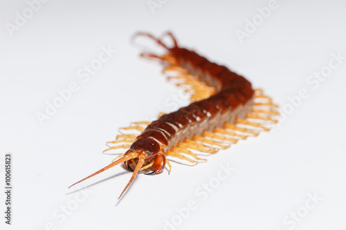 centipede © nattawatstocker