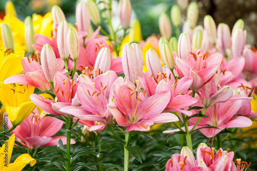 Fototapeta Naklejka Na Ścianę i Meble -  lily
