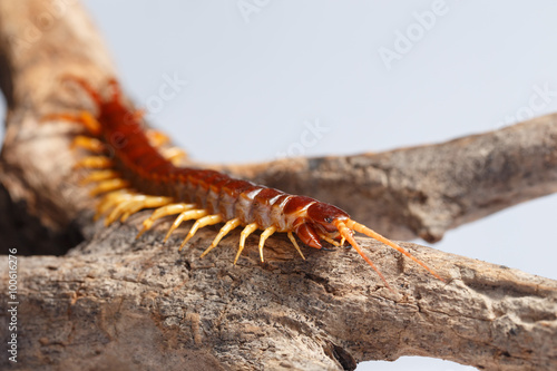 Fotobehang centipede