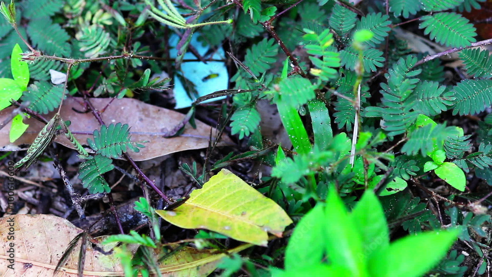 shy plant: mimosa pudica. When you touch, it close leaves shy plant: mimosa pudica. When you touch, it close leaves