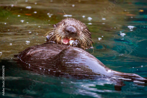 Sea Otter Feeding