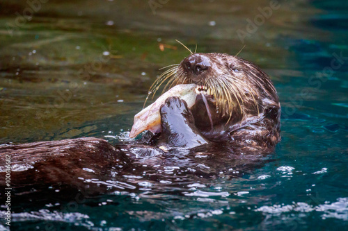 Sea Otter Feeding