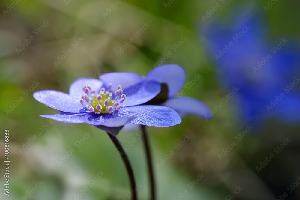 Leberblümchen, Hepatica blumen Leberblümchen, Hepatica blumen