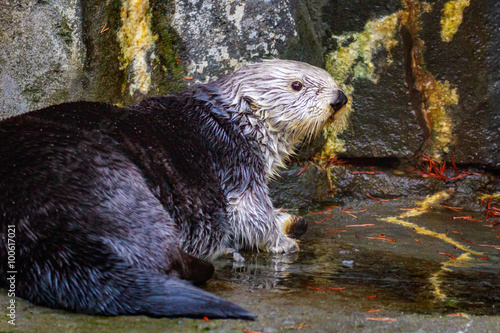Sea Otter on land