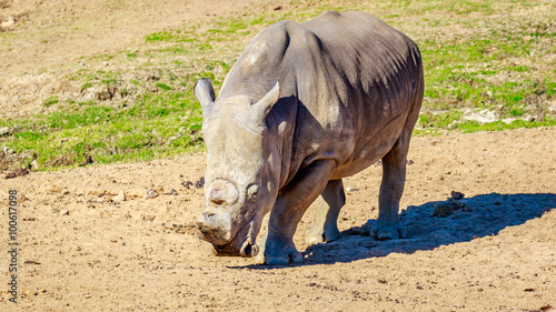 Southern White Rhinoceros