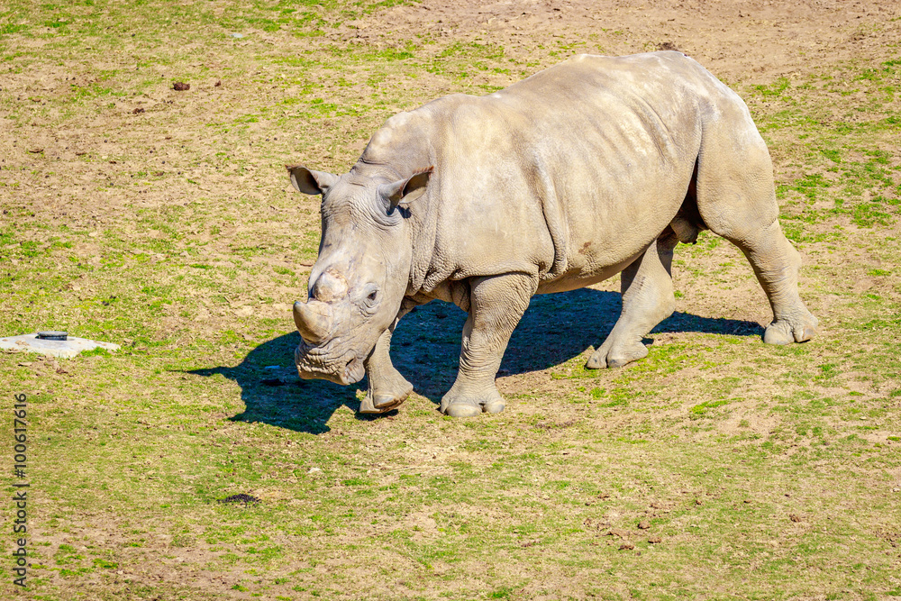 Obraz premium Southern White Rhinoceros