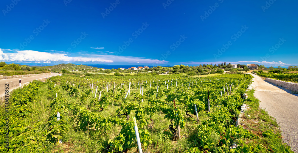 Island of Vis vineyards panorama