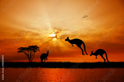 Fototapeta Naklejka Na Ścianę i Meble -  kangaroos at sunset