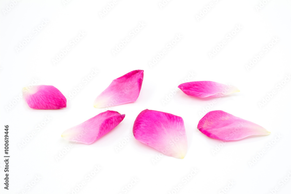 custom made wallpaper toronto digitalrose isolated on white background