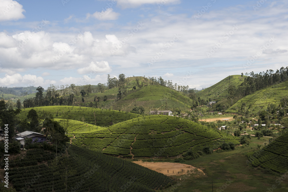 Colinas verdes y plantaciones de te con cielo azul y casas. Ella, Sri Lanka 