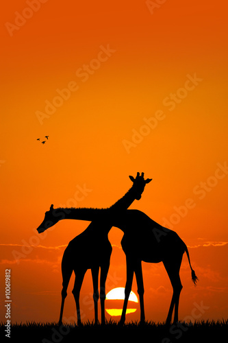 giraffe couple at sunset