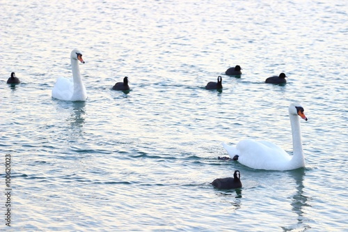 Swans and coots photo