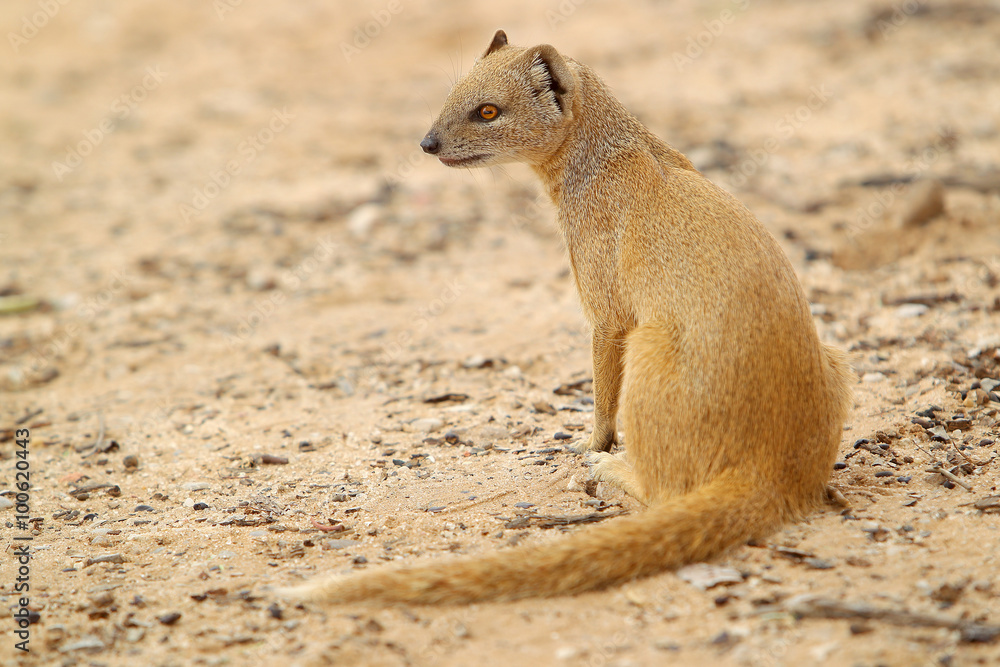 Mangustolisek afrykański Cynictus penicillata na pustyni Kalahari Mangustolisek afrykański Cynictus penicillata na pustyni Kalahari