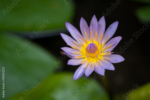 Water Lily Bloom