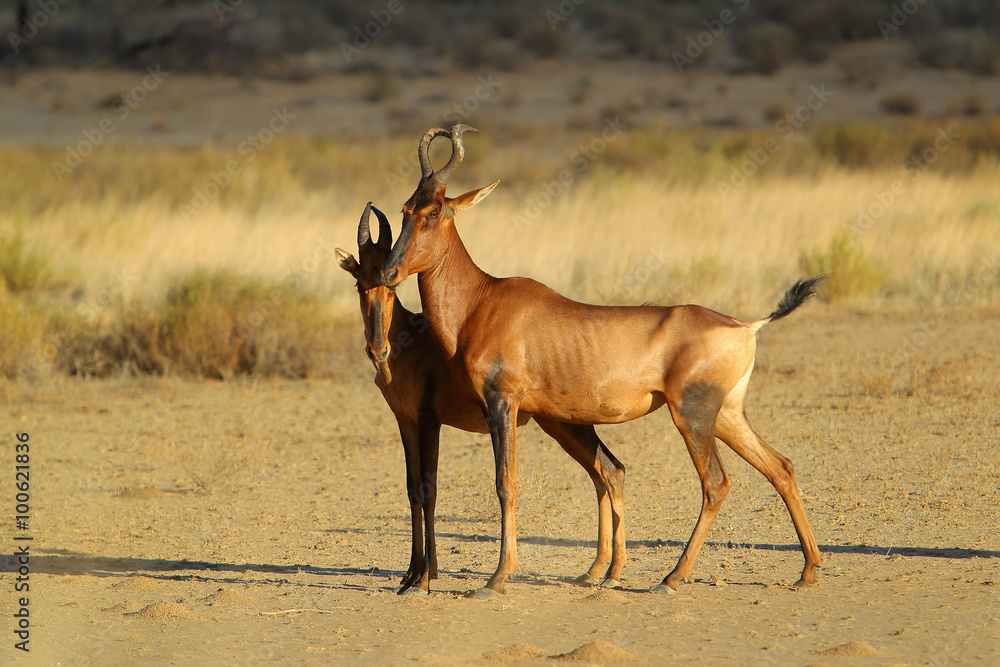Fototapeta premium bawolec rudy (Alcelaphus caama), kama na Pustyni Kalahari