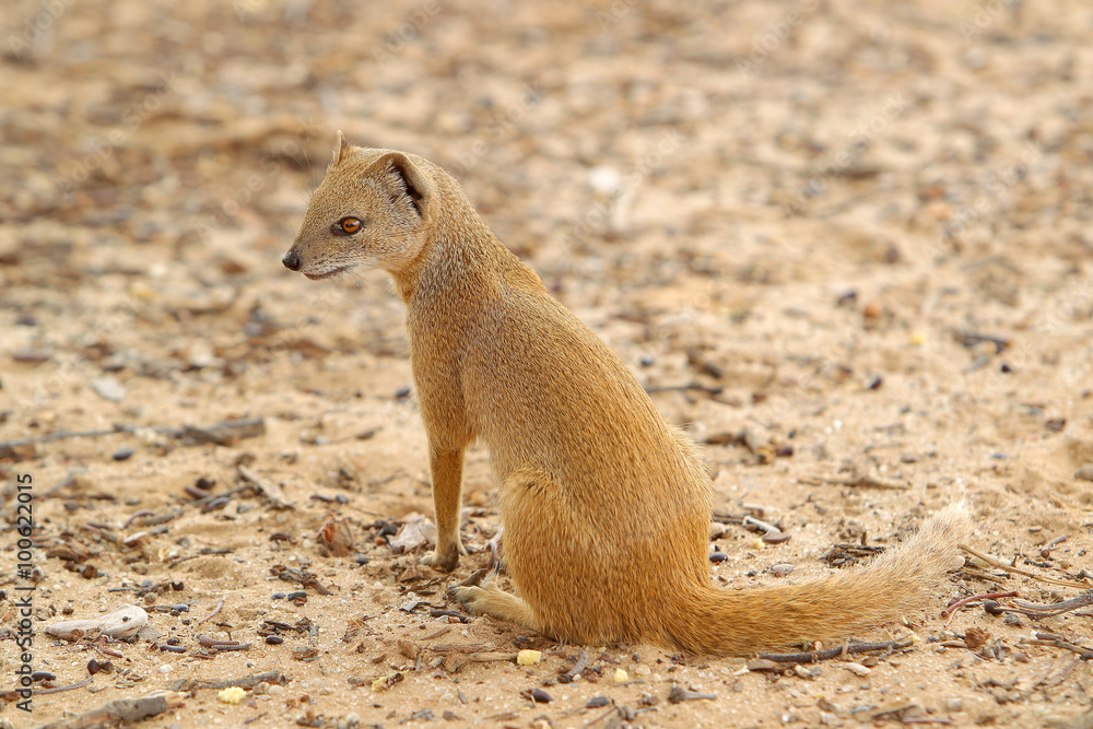 Fototapeta premium Mangustolisek afrykański Cynictus penicillata na pustyni Kalahari