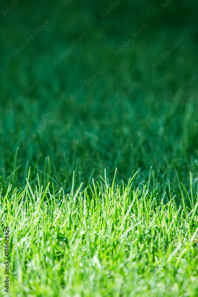 Naklejka premium Fresh green grass. Close up.