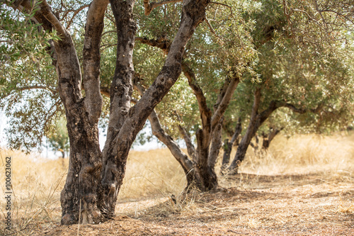 Olive trees garden.