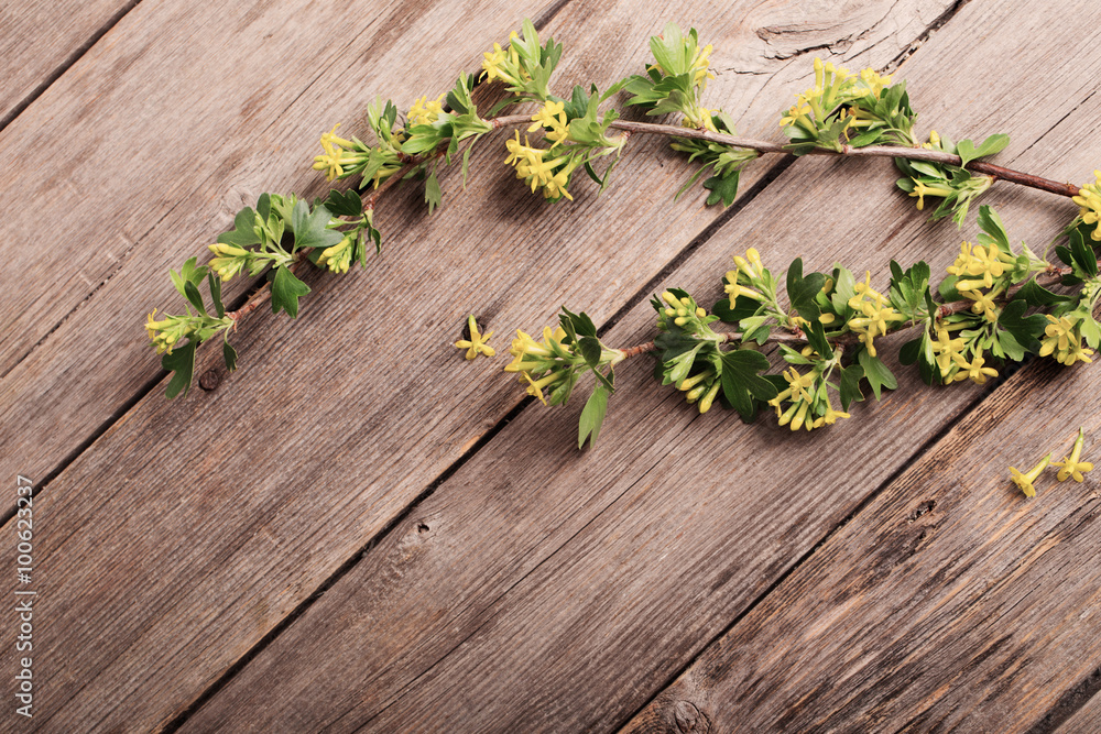 spring branch on wooden background spring branch on wooden background
