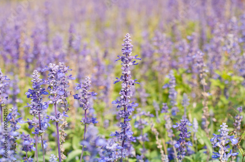 Violet lavender closeup, selective focus