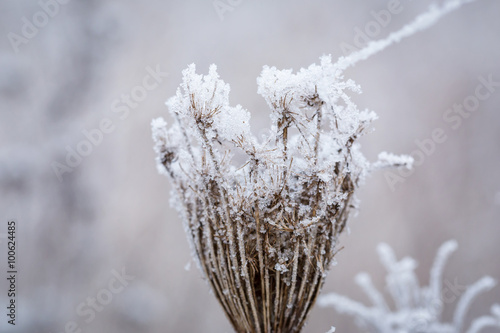 Hoarfrost on the winter bushes. Macro image with small depth of field © Patryk Kosmider