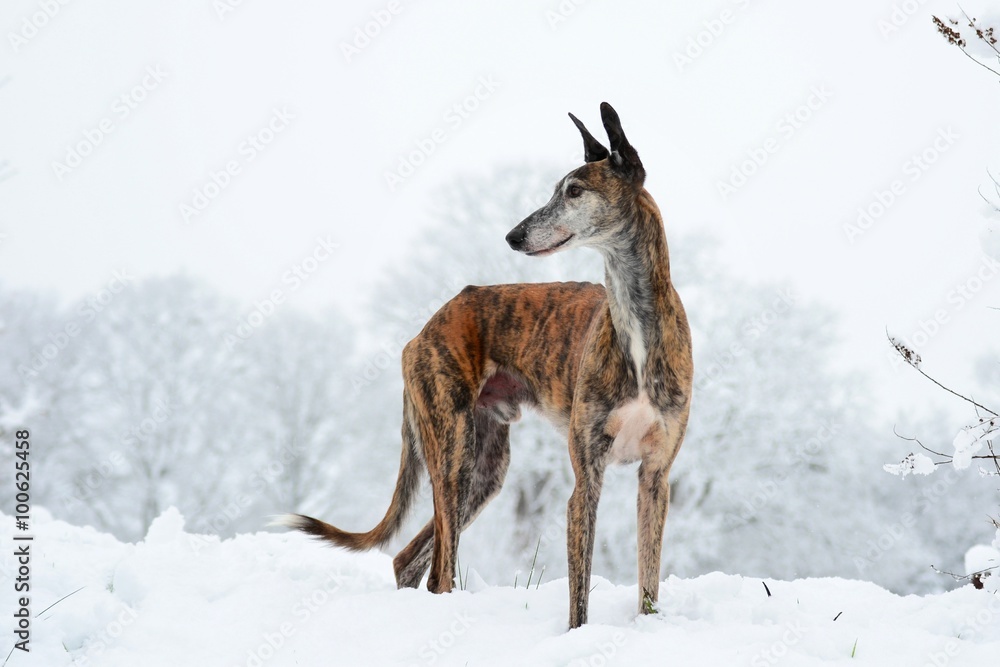 Galgo Espanol im Schnee Galgo Espanol im Schnee